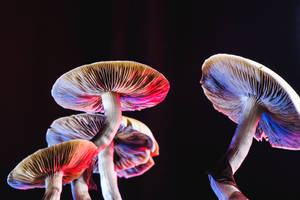 Psychedelic Mushroom On Black Background Wallpaper