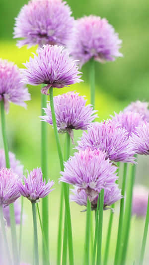 Puffball Nature Flower Wallpaper