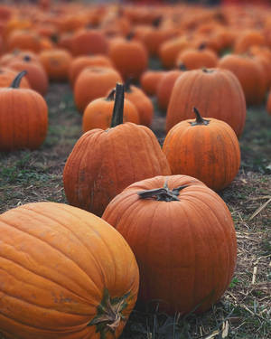 Pumpkin Patch Close-up Wallpaper