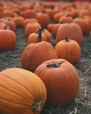 Pumpkin Patch Close-up Wallpaper