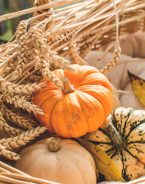 Pumpkins And Wheat Wallpaper