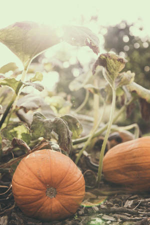 Pumpkins On Ground Wallpaper