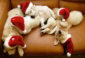 Puppies Wearing Pretty Christmas Hats Wallpaper