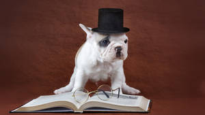 Puppy Studying Wallpaper