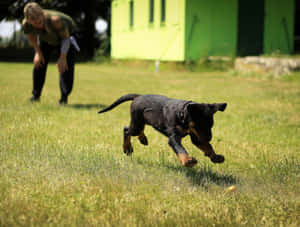 Puppy Training Session Outdoors Wallpaper