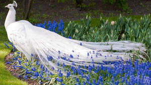 Pure White Peafowl Wallpaper