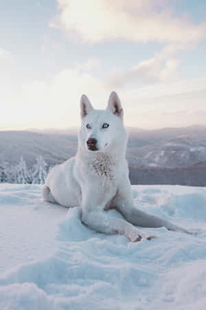 Pure White Siberian Husky In Snow Wallpaper