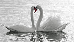 Pure White Swans Wallpaper