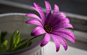 Purple African Daisy Wallpaper