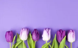 Purple And Violet Tulip Flowers Wallpaper