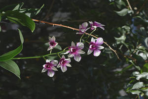 Purple And White Orchids Wallpaper