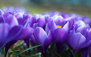 Purple Autumn Crocus Flower Laptop Wallpaper