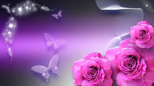 Purple Butterflies Pink Rose Wallpaper