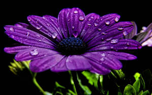 Purple Cape Marguerite Flower Hd Laptop Wallpaper