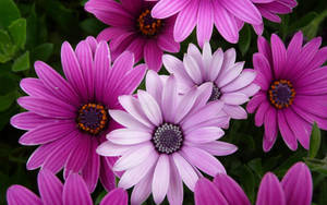 Purple Cape Marguerite Flower Laptop Wallpaper