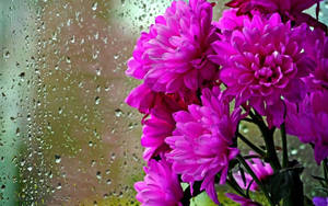 Purple Chrysanthemums Window Glass Wallpaper