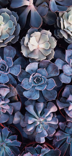 Purple Clusters Succulent Iphone Wallpaper