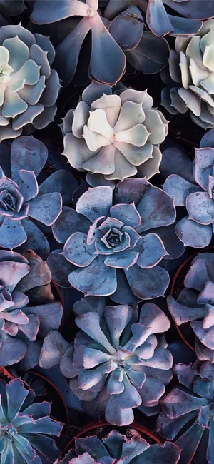 Purple Clusters Succulent Iphone Wallpaper
