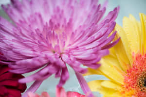 Purple Colorful Daisies Wallpaper