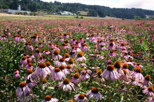 Purple Coneflower Field Wallpaper