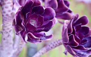 Purple Cool Color Succulent Plant Wallpaper