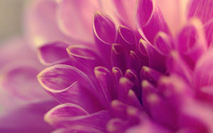 Purple Dahlia Flower Petals Laptop Wallpaper