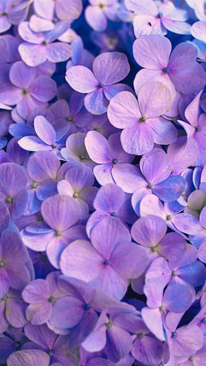 Purple Flower Aesthetic Wallpaper