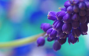 Purple Flower Against A Blurry Background Desktop Wallpaper