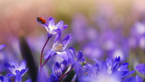 Purple Flower And Ladybug Wallpaper