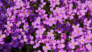 Purple Flower Bush Close-up Wallpaper