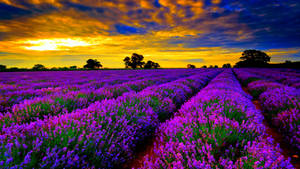 Purple Flower Fields At Sundown Wallpaper