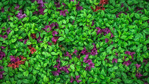 Purple Flower In Bush Wallpaper