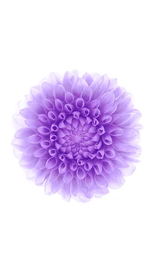 Purple Flower Ios 6 Wallpaper