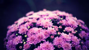 Purple Flower Rounded Hedge Wallpaper