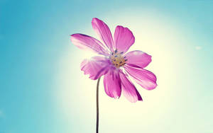 Purple Flower Under Spotlight Wallpaper