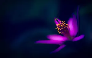 Purple Flower With Yellow-tipped Pistils Wallpaper