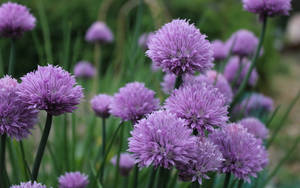 Purple Flower Within The Garden Desktop Wallpaper