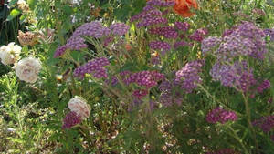 Purple Flowers Cottagecore Desktop Wallpaper