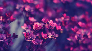 Purple Flowers In A Field With A Purple Background Wallpaper