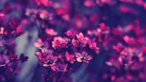 Purple Flowers In A Purple Background Wallpaper