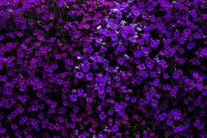 Purple Flowers On A Bush Wallpaper