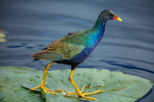 Purple Gallinule Everglades National Park Wallpaper