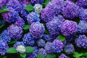 Purple Hydrangea Flowers With Leaves Wallpaper