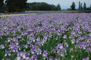 Purple Iris Flower Field Wallpaper