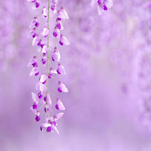 Purple Japanese Wisteria Flower Laptop Wallpaper