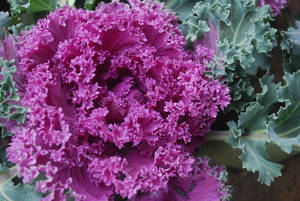 Purple Kale Leaves Wallpaper