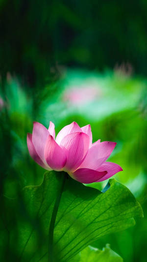 Purple Lotus Flower In Focus Wallpaper