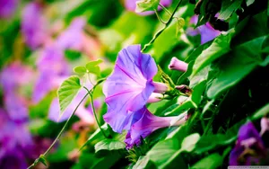 Purple Morning Glory Wallpaper