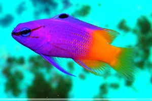 Purple Orange Cool Fish Wallpaper