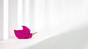 Purple Petal On Cool White Wallpaper